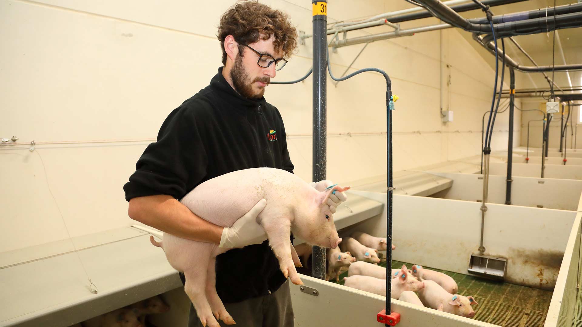 Bienestar Animal y Bioseguridad - Interporc Animal Welfare Spain