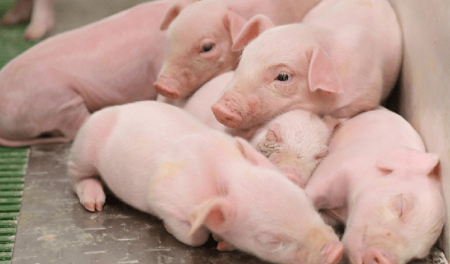 ICPOR obtiene el certificado ‘Bienestar animal y bioseguridad’ de nueva creación con la máxima calificación: excelente