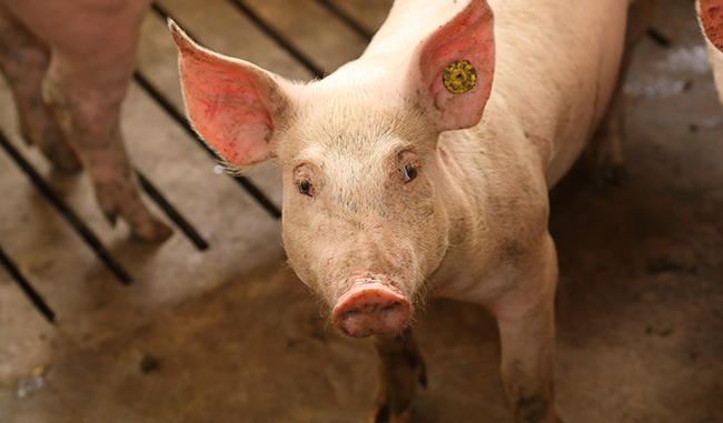 ICPOR garantiza la actividad de sus granjas como primer eslabón de la cadena alimentaria