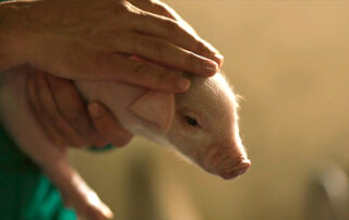 bienestar animal
