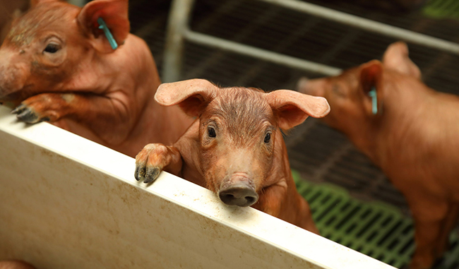 Eficiencia energética - Bienesatar animal