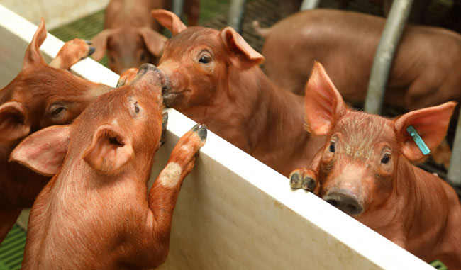Integración porcina de cerdo blanco e ibérico