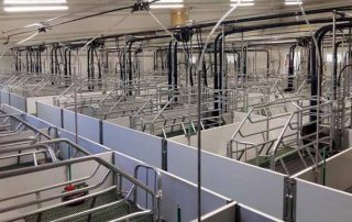 Granjas de cerdos - Alimentación de precisión para madres y lechones